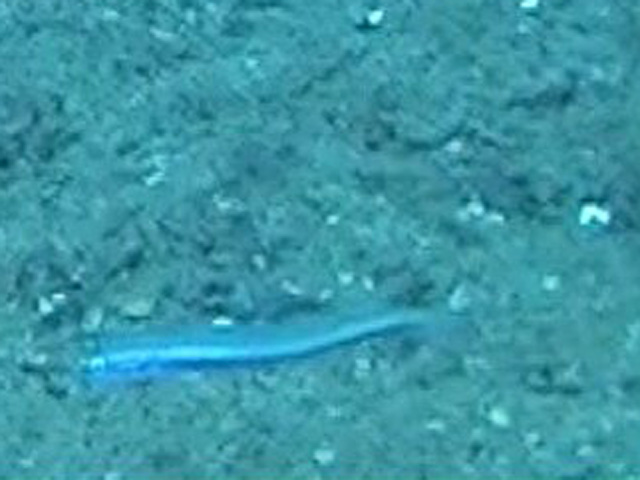 Roundtail Dartfish